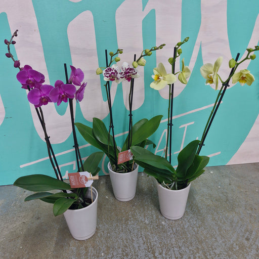 Tropical Orchid Plant - DOUBLE Flowering Stems  (WHANGAREI DELIVERY ONLY)