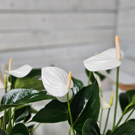 Large White Anthurium Plant in Footed Ceramic Pot