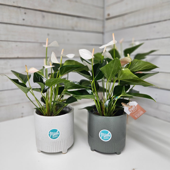 Large White Anthurium Plant in Footed Ceramic Pot