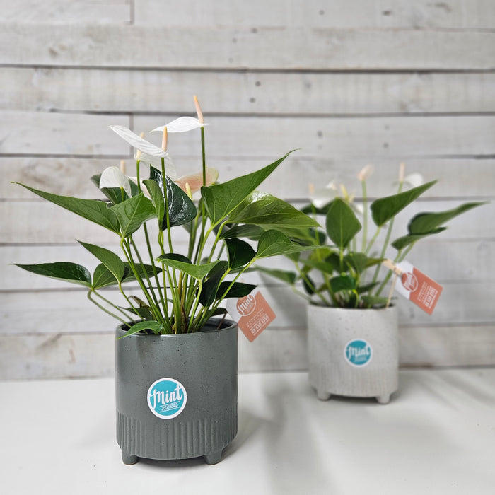Large White Anthurium Plant in Footed Ceramic Pot