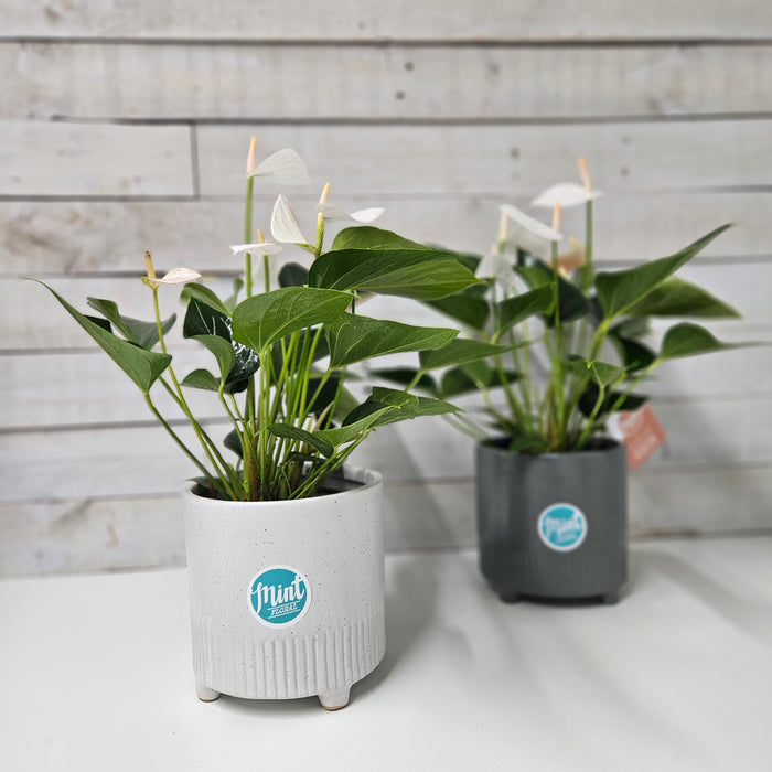 Large White Anthurium Plant in Footed Ceramic Pot