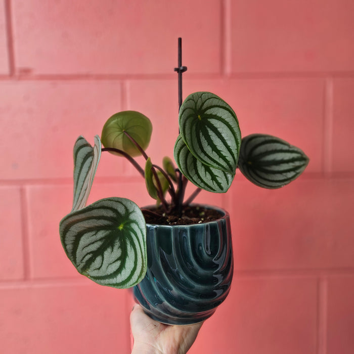 Watermelon Peperomia in Deep Blue Ceramic Pot