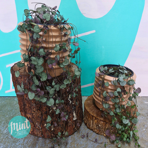 Large Chain of Hearts Plant in Nude Ceramic Pot