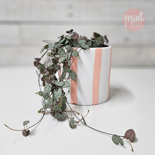 Chain of Hearts in Striped Ceramic Pot