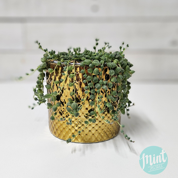 String of Pearls in Golden Pot
