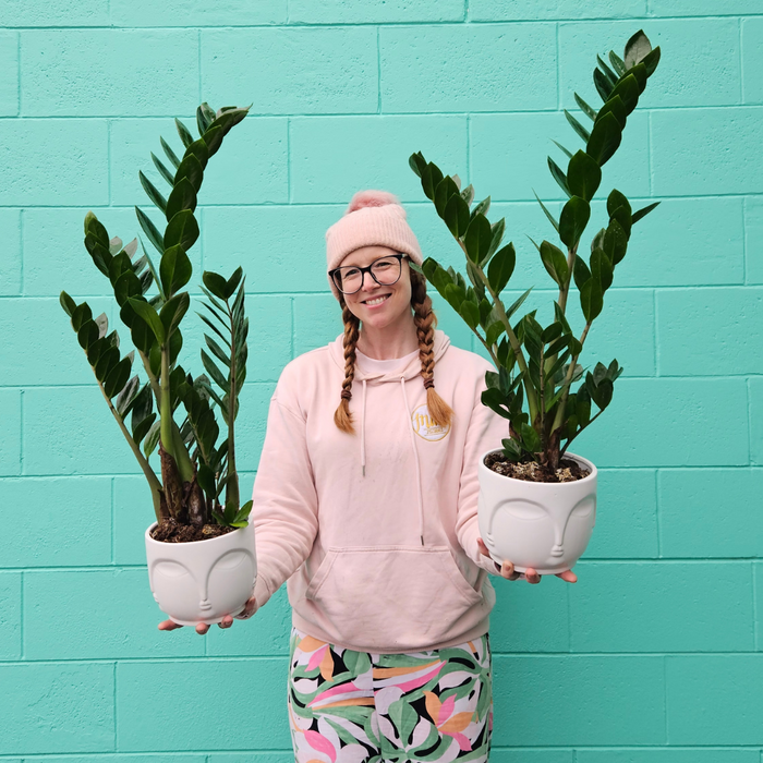 'ZZ' Zamioculus Plant in Ceramic Buddah Pot