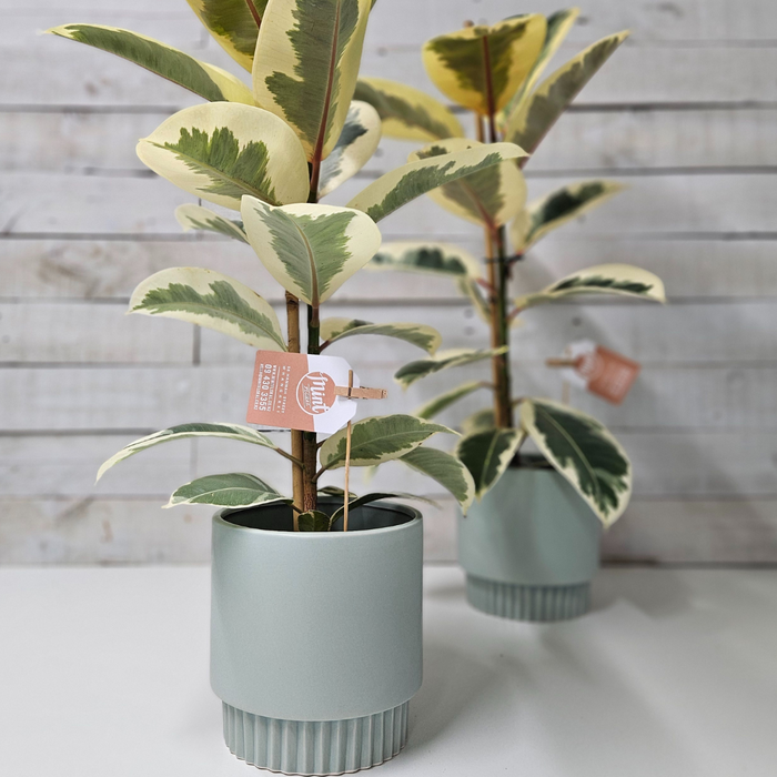 Ficus Plant in Ceramic Pot