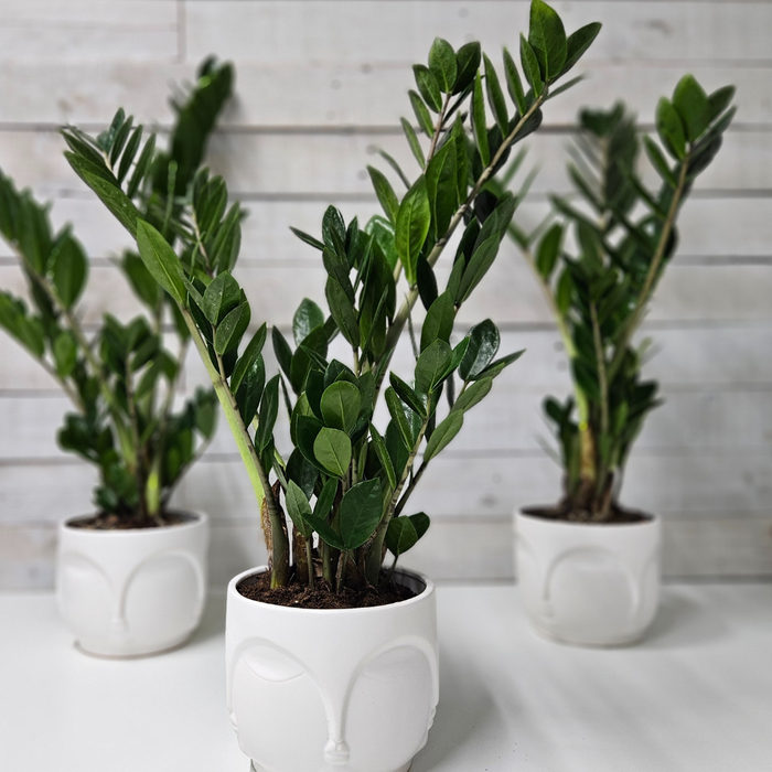 'ZZ' Zamioculus Plant in Ceramic Buddah Pot