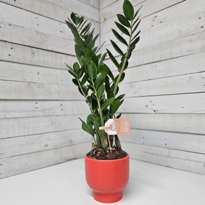 'ZZ' Zamioculus Plant in Ceramic Buddah Pot