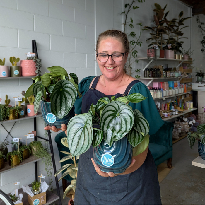Watermelon Peperomia in Deep Blue Ceramic Pot