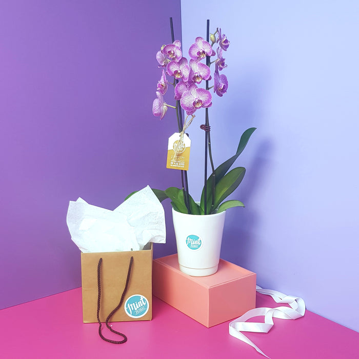 Tropical Orchid Plant - DOUBLE Flowering Stems  (WHANGAREI DELIVERY ONLY)