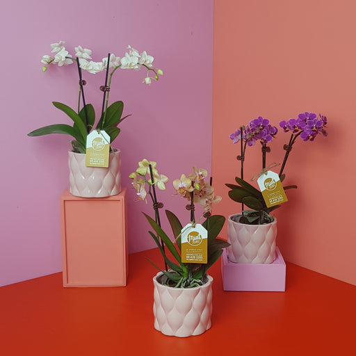 Mini Orchid Plant in Pink Ceramic Pot