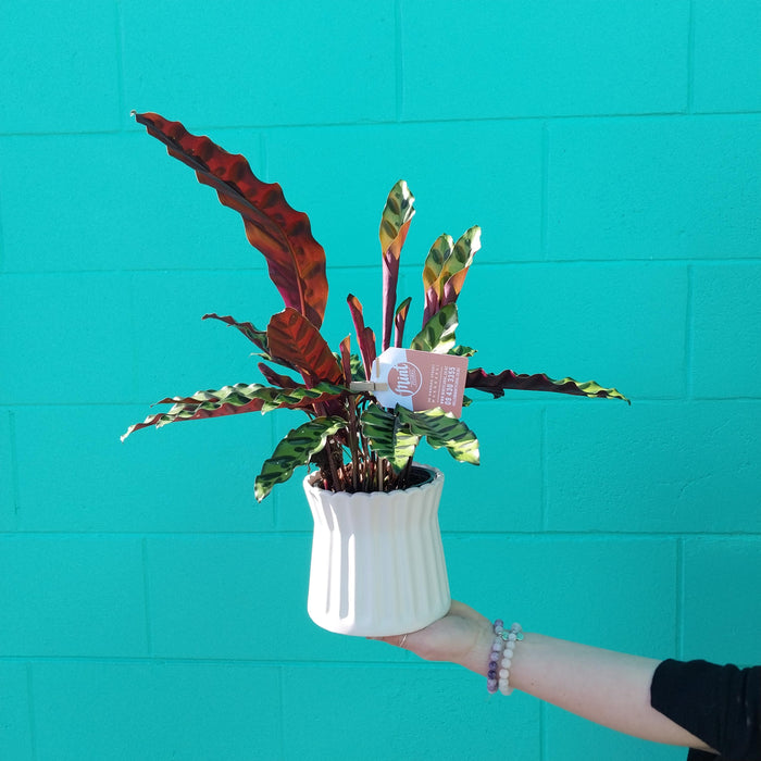 Gorgeous Calathea Plant in Ribbed Ceramic Pot