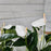Large White Anthurium Plant in Footed Ceramic Pot