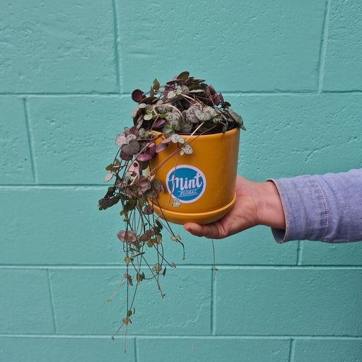 Chain of Hearts in Ceramic Pot