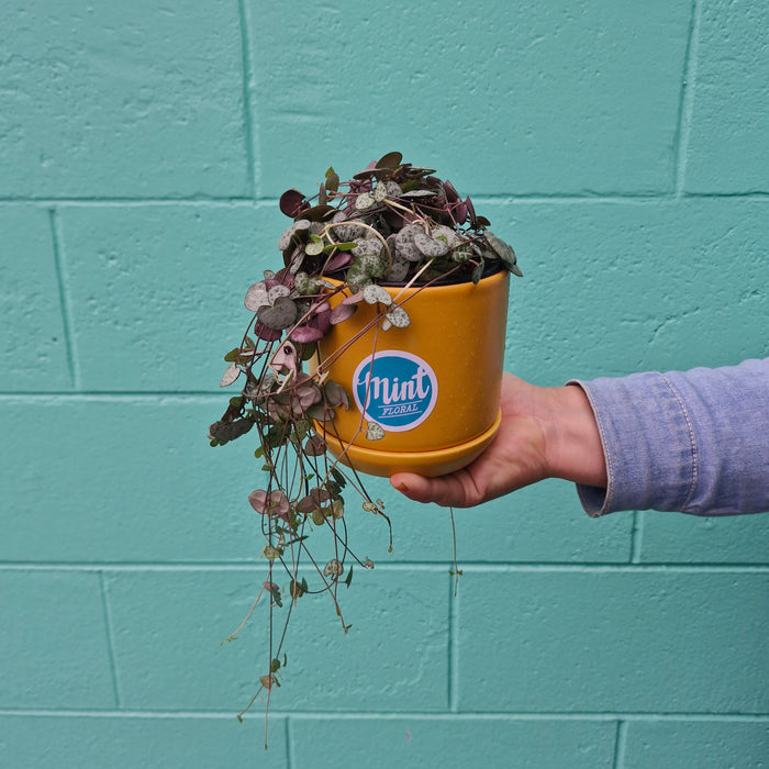Chain of Hearts in Ceramic Pot