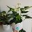 Large White Anthurium Plant in White Textured Ceramic Pot