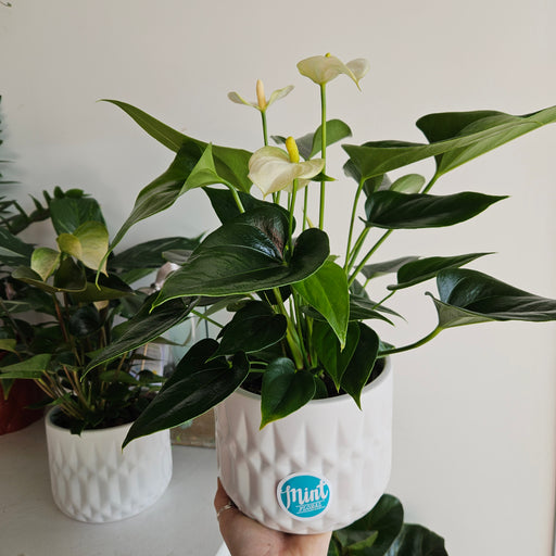 Large White Anthurium Plant in White Textured Ceramic Pot