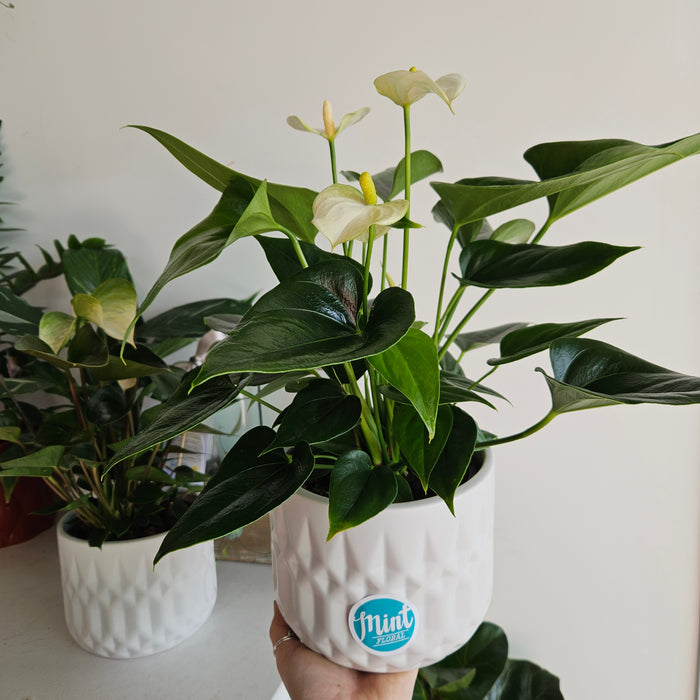 Large White Anthurium Plant in White Textured Ceramic Pot