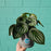 Watermelon Peperomia in Ceramic Pot