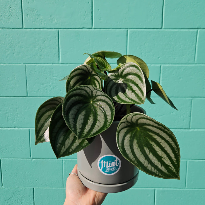 Watermelon Peperomia in Ceramic Pot