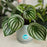 Watermelon Peperomia in Ceramic Pot