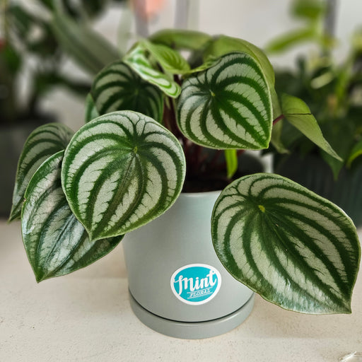Watermelon Peperomia in Ceramic Pot
