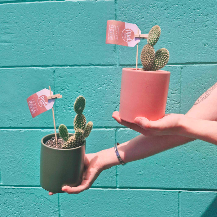 Desert Cactus in Ceramic Pot