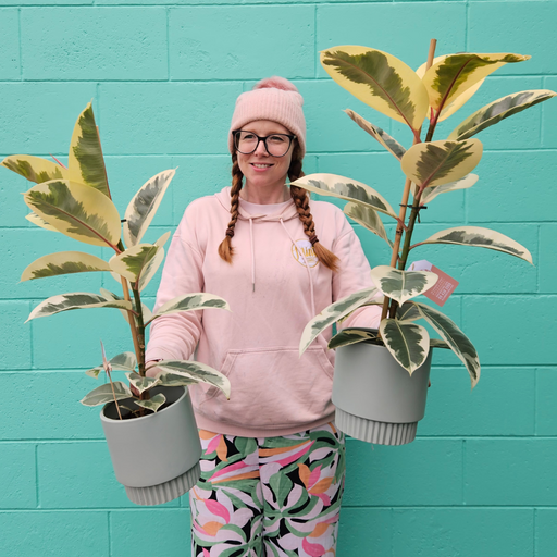 Ficus Plant in Ceramic Pot