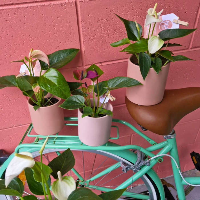 Mini Anthurium Plant in Ceramic Pot