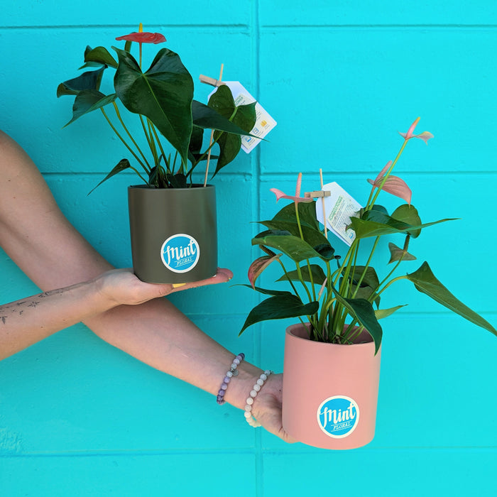 Mini Anthurium Plant in Ceramic Pot