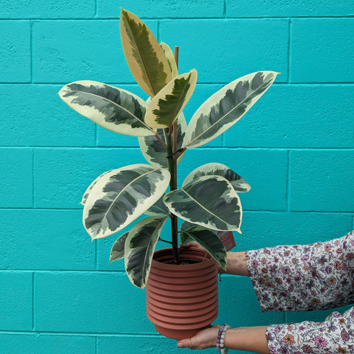 Ficus Plant in Ceramic Pot