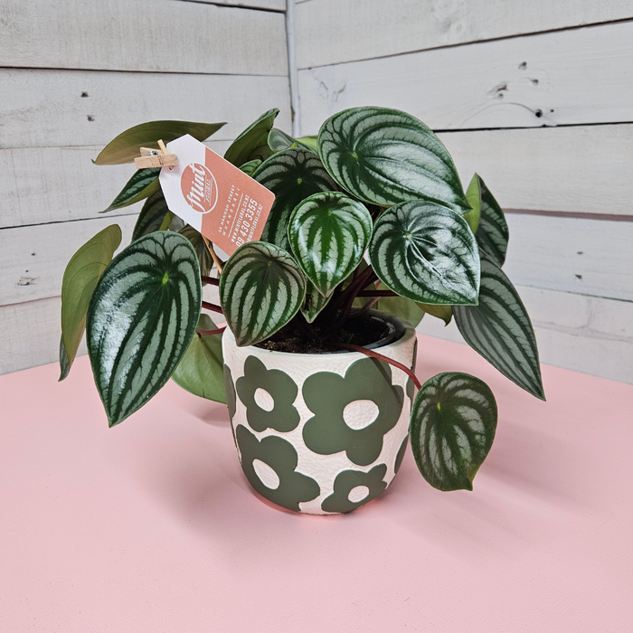 Watermelon Peperomia in Ceramic Flower Pot | MOTHERS DAY 2026