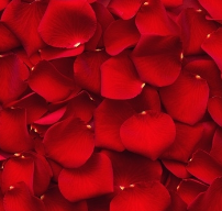 Fresh Rose Petals