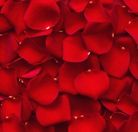 VALENTINES DAY SPECIAL 'FEEL THE ROMANCE' | Fresh Rose Petals