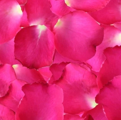 Fresh Rose Petals