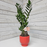 'ZZ' Zamioculus Plant in Ceramic Buddah Pot
