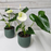 White Anthurium Plant in Ceramic Pot