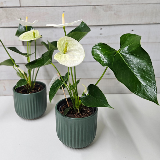 White Anthurium Plant in Ceramic Pot