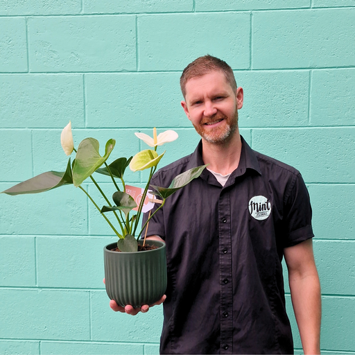 White Anthurium Plant in Ceramic Pot