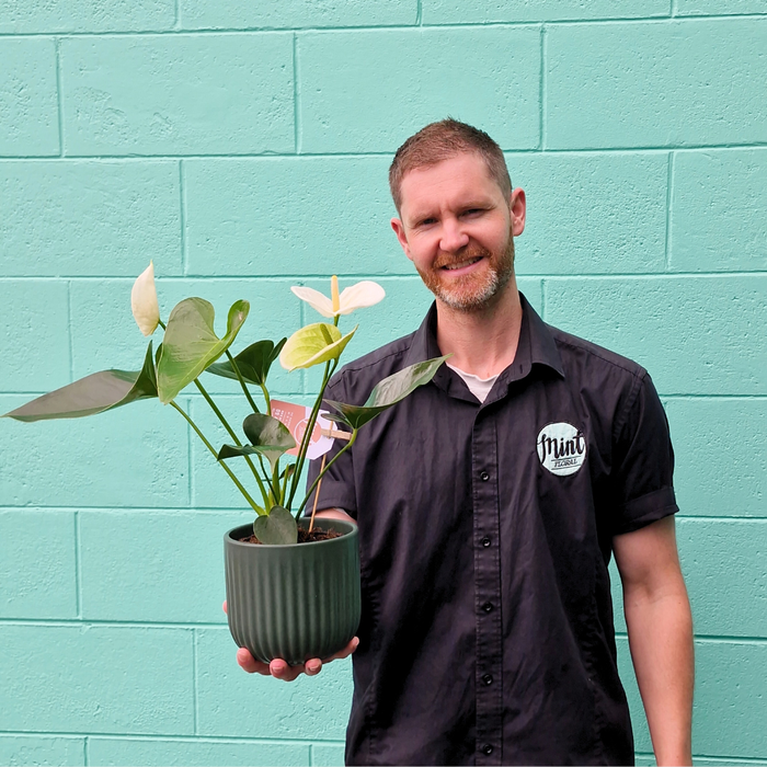 White Anthurium Plant in Ceramic Pot