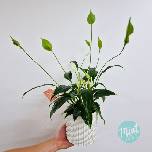 Lush Peace Lily Plant in Textured White Ceramic Pot