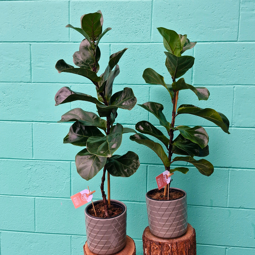 Ficus Bambino Plant in Ceramic Pot