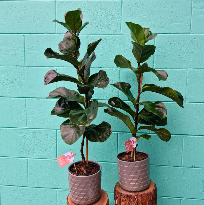 Ficus Bambino Plant in Ceramic Pot