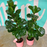 Ficus Bambino Plant in Ceramic Pot