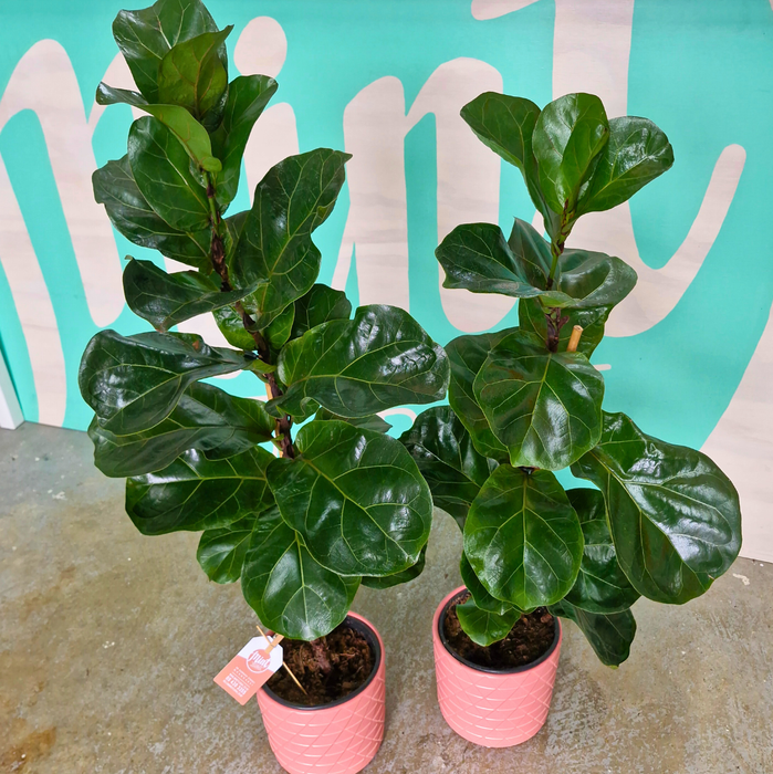 Ficus Bambino Plant in Ceramic Pot