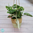 Monstera Monkey Mask in Hanging Planter Basket