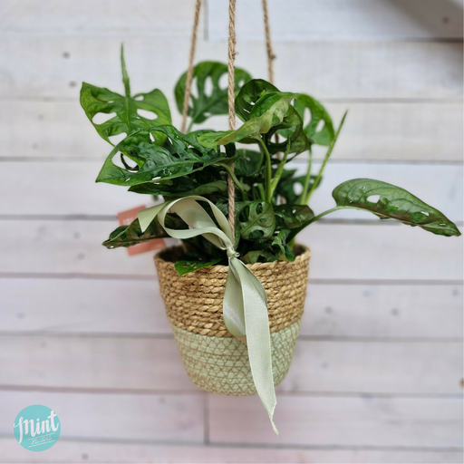 Monstera Monkey Mask in Hanging Planter Basket | MOTHERS DAY 2026
