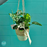 Monstera Monkey Mask in Hanging Planter Basket