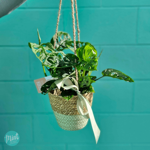 Monstera Monkey Mask in Hanging Planter Basket | MOTHERS DAY 2026